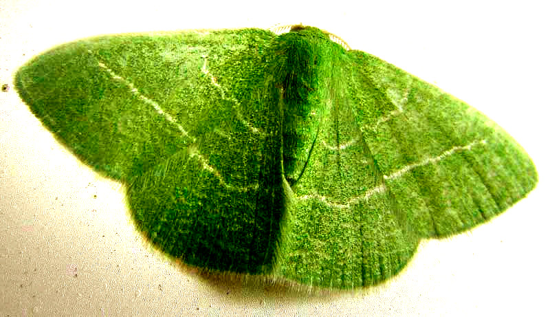 Emerald Moth  NEMORIA ZYGOTARIA