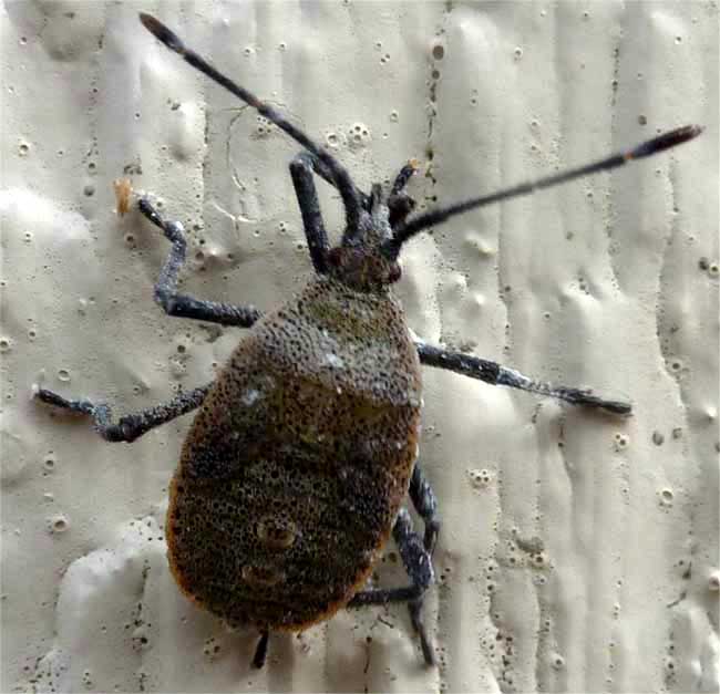 Squash Bug, ANASA TRISTIS, nymph