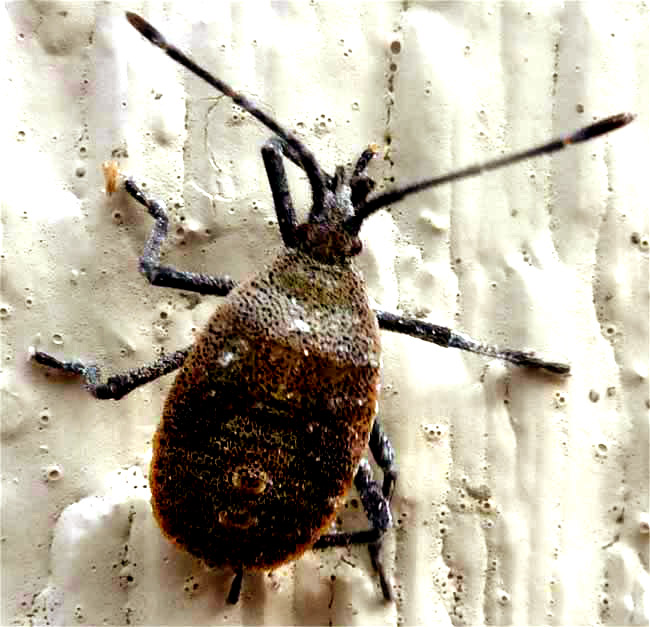 Squash Bug, ANASA TRISTIS, nymph