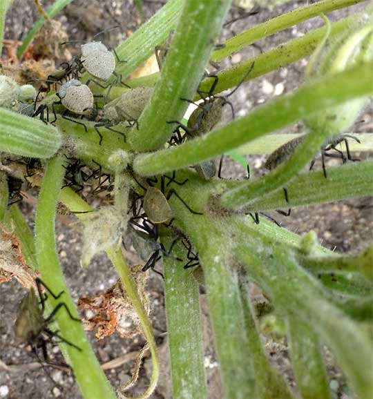 Squash Bug, ANASA TRISTIS, nymphs on squash plant