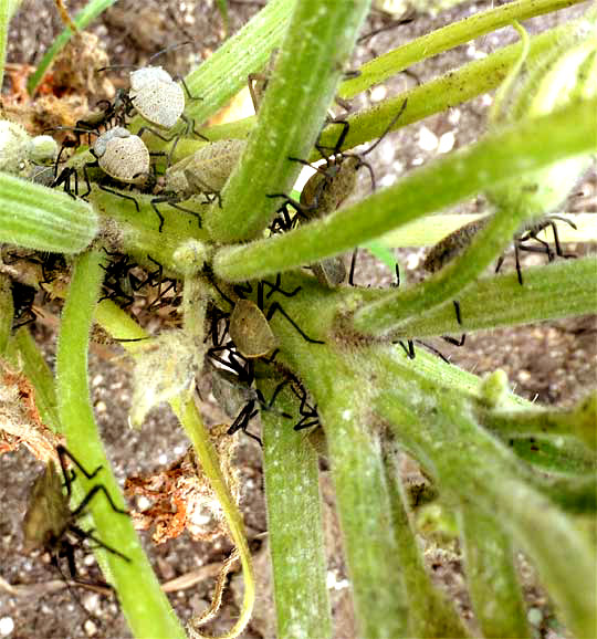 Squash Bug, ANASA TRISTIS, nymphs on squash plant