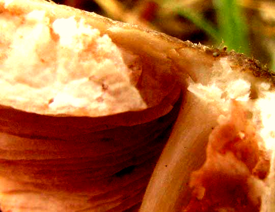 VOLVARIELLA BOMBYCINA, free gills
