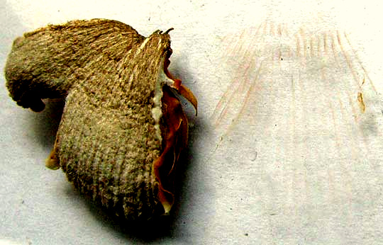VOLVARIELLA BOMBYCINA, spore print