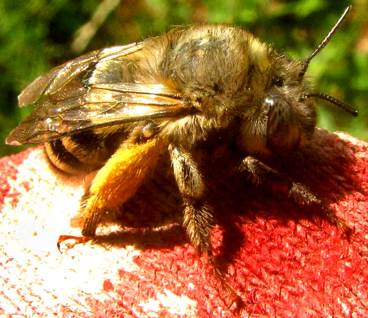 Sunflower Chimney Bee, DIADASIA EVANATA