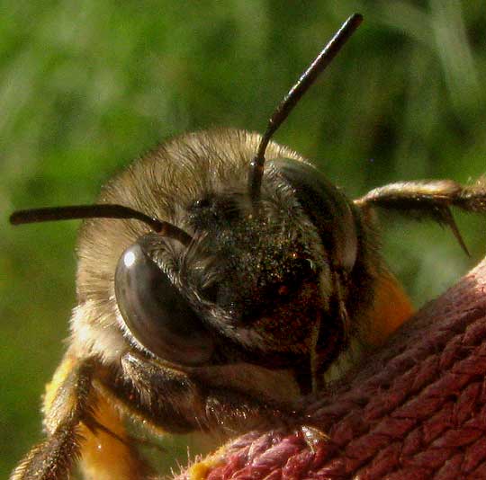 Chimney Bee, ANTHOPHORA cf. ABRUPTA, head showing short antennae