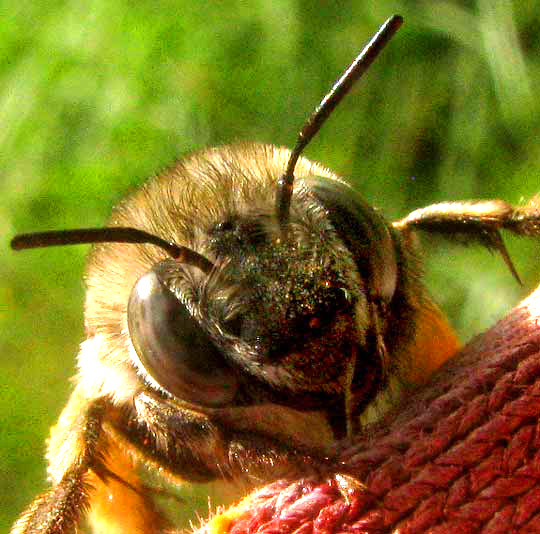 Chimney Bee, ANTHOPHORA cf. ABRUPTA, head showing short antennae