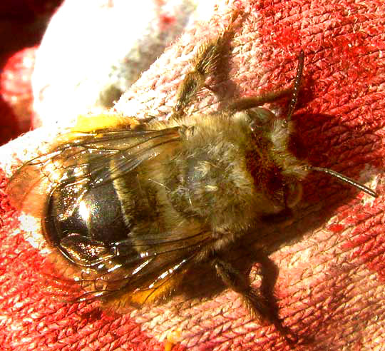 Chimney Bee, ANTHOPHORA cf. ABRUPTA, view from top