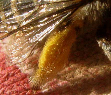 Chimney Bee, ANTHOPHORA cf. ABRUPTA, hind leg burdened with pollen