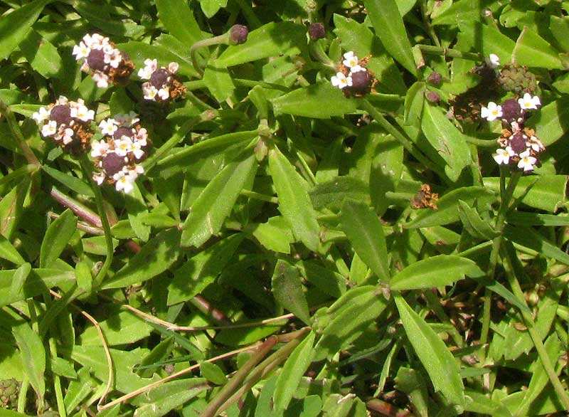 Fogfruit, PHYLA NODIFLORA