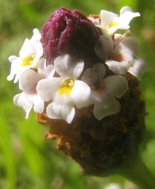 Fogfruit, PHYLA NODIFLORA, flowers