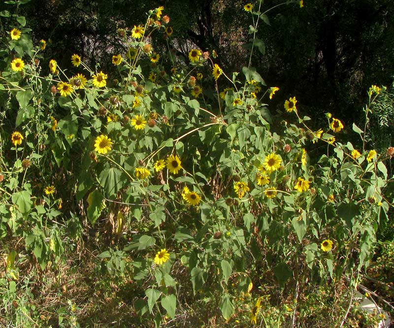 Common Sunflower, HELIANTHUS ANNUUS, colony