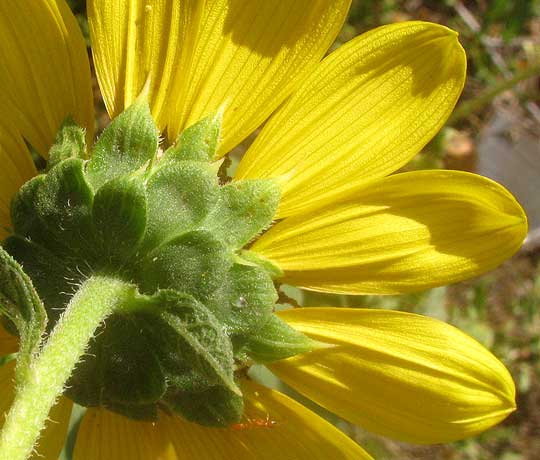 Common Sunflower, HELIANTHUS ANNUUS, phyllaries of involucre