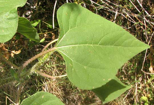 Common Sunflower, HELIANTHUS ANNUUS, leaf