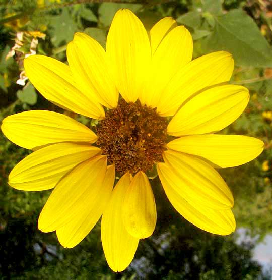 Common Sunflower, HELIANTHUS ANNUUS, flowering head