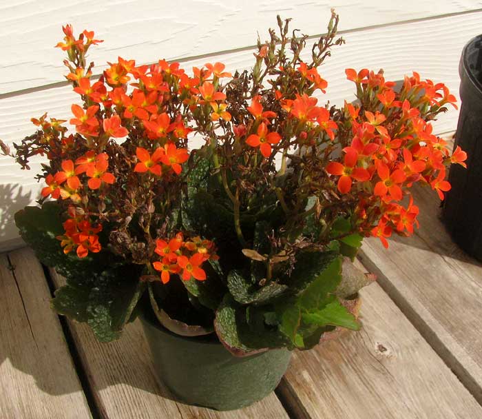 Flaming Katy,  KALANCHOE BLOSSFELDIANA