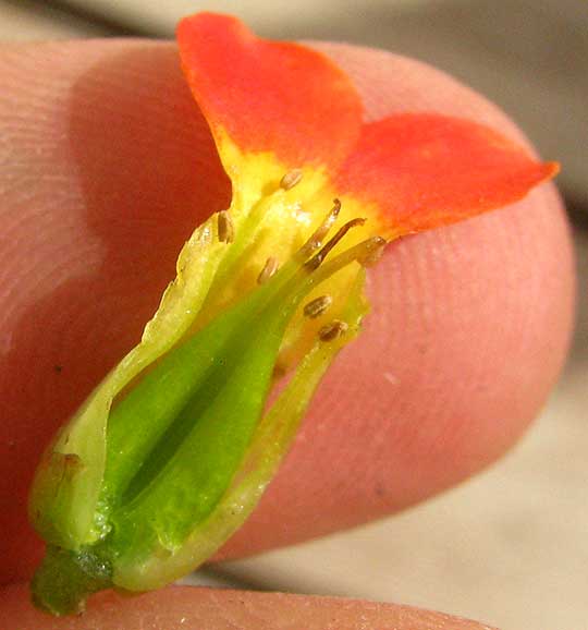 Flaming Katy,  KALANCHOE BLOSSFELDIANA, open flower showing pistils