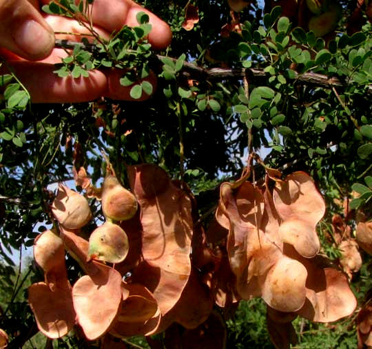 Pink Mimosa,  MIMOSA BOREALIS, legumes