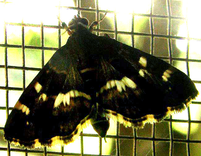 Spotted Beet Webworm Moth, HYMENIA PERSPECTALIS