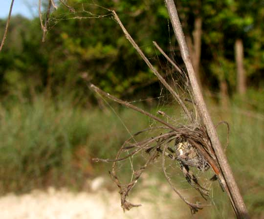 Western Spotted Orbweaver, NEOSCONA OAXACENSIS, camouflaged