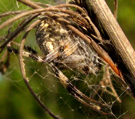 Western Spotted Orbweaver, NEOSCONA OAXACENSIS, side view