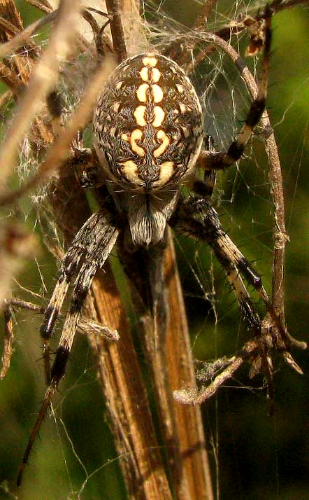 Western Spotted Orbweaver, NEOSCONA OAXACENSIS, view from top