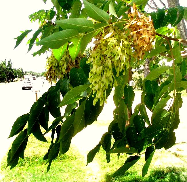 Tree of Heaven, AILANTHUS ALTISSIMA, fruits