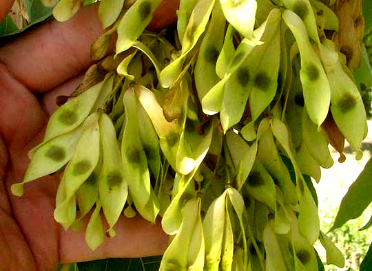 Tree of Heaven, AILANTHUS ALTISSIMA, fruits