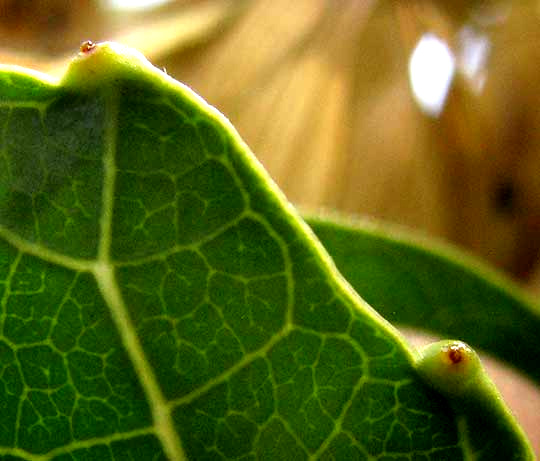 Tree of Heaven, AILANTHUS ALTISSIMA, glands on leaflets