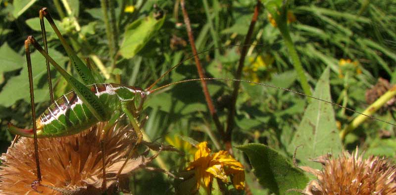 Chestnut Short-winged Katydid, DICHOPETALA CASTANEA