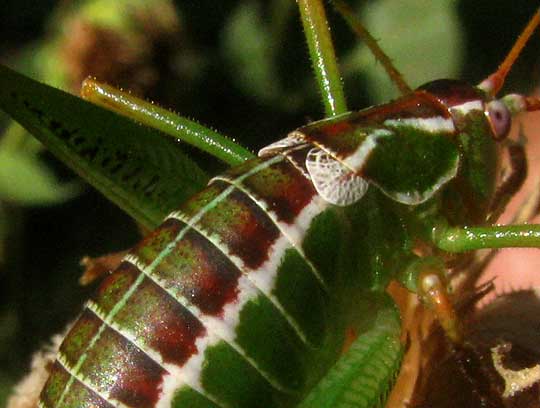 Chestnut Short-winged Katydid, Obolopteryx castanea, wings of female