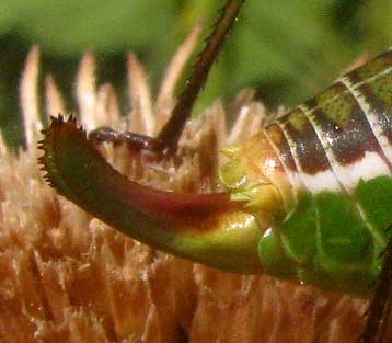 Chestnut Short-winged Katydid, Obolopteryx castanea, ovipositor