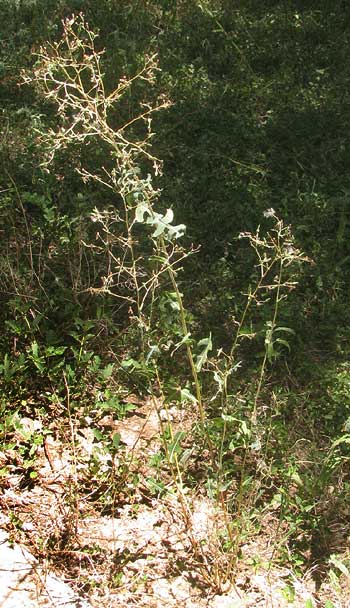 Prickly Lettuce, LACTUCA SERRIOLA