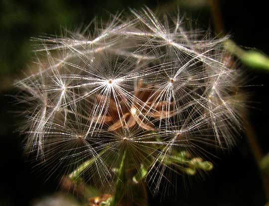 Prickly Lettuce, LACTUCA SERRIOLA, fruiting head