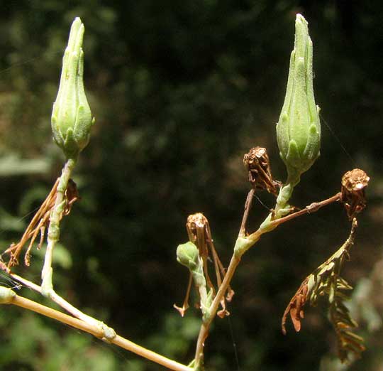 Prickly Lettuce, LACTUCA SERRIOLA, mature involucres holding cypselas