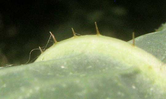 Prickly Lettuce, LACTUCA SERRIOLA, bristles on lower midrib