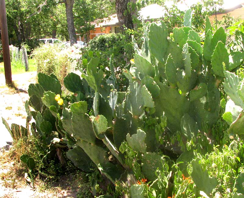 Indian-fig Pricklypear Cactus, OPUNTIA FICUS-INDICA