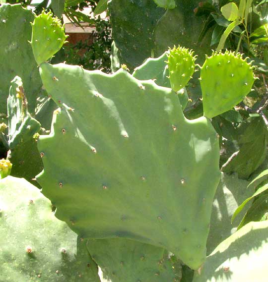 Indian-fig Pricklypear Cactus, OPUNTIA FICUS-INDICA, young, edible pads