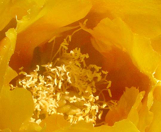 Indian-fig Pricklypear Cactus, OPUNTIA FICUS-INDICA, yellow stigma lobes