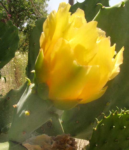 Indian-fig Pricklypear Cactus, OPUNTIA FICUS-INDICA, flower from side