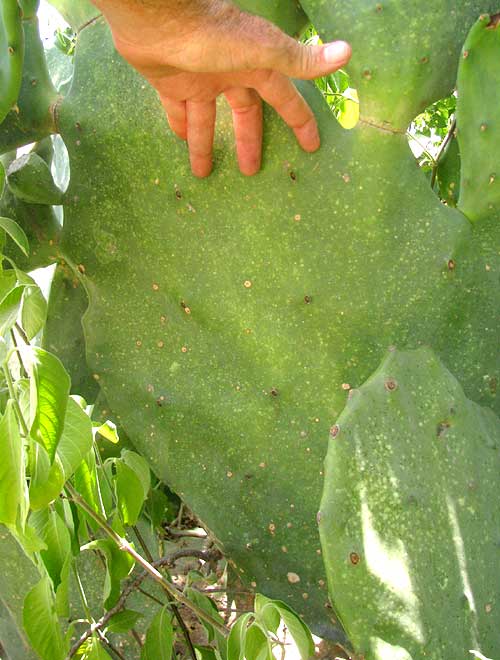 Indian-fig Pricklypear Cactus, OPUNTIA FICUS-INDICA, large pad at base