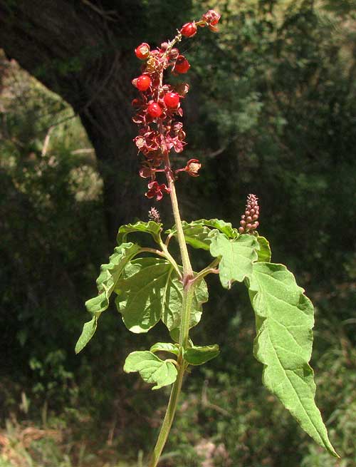Pigeonberry, RIVINA HUMILIS, in fruit