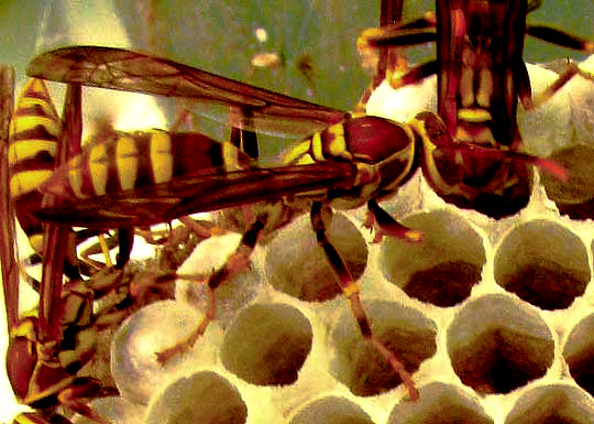 Paper Wasp, POLISTES EXCLAMANS, worker on nest