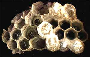 paper wasp nest with grubs inside