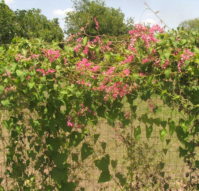 Coralvine, ANTIGONON LEPTUPUS