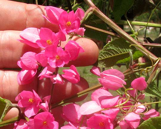 Coralvine, ANTIGONON LEPTUPUS, flower cluster