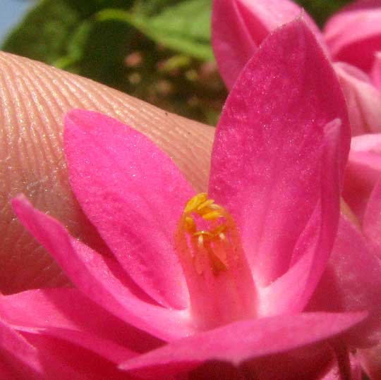 Coralvine, ANTIGONON LEPTUPUS, flower showing stamens