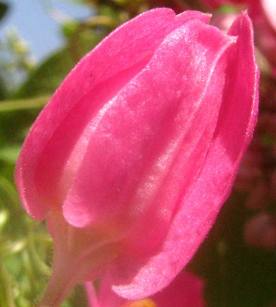 Coralvine, ANTIGONON LEPTUPUS, side view of flower