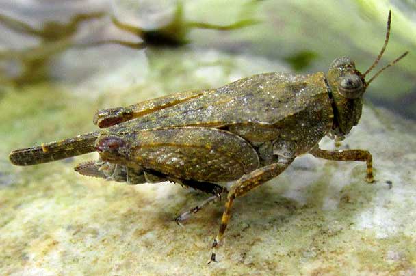 Aztec Pygmy Grasshopper, PARATETTIX AZTECUS