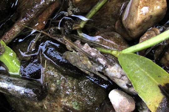 Aztec Pygmy Grasshopper, PARATETTIX AZTECUS, camouflaged