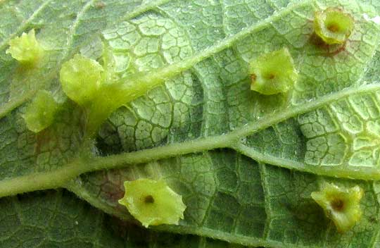 Hackberry Blister Galls from below leaves